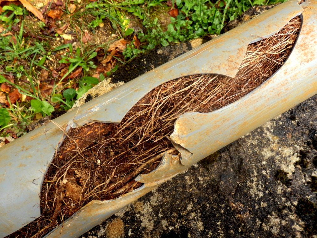 Split drainage pipe caused by ingress of tree roots.
