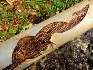 Split drainage pipe caused by ingress of tree roots.